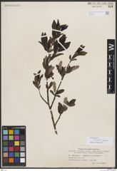 Foto von Salix borealis Fr. x Salix glauca L.